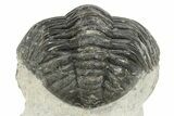 Phacopid Trilobite (Pedinopariops) - Mrakib, Morocco #229909-4
